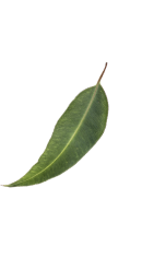 leaf right